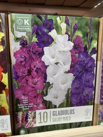 BAG GLADIOLUS GALAXY MIXED