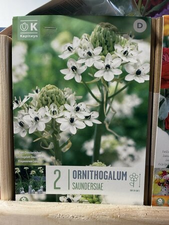 BAG ORNITH. SAUNDERSIAE 