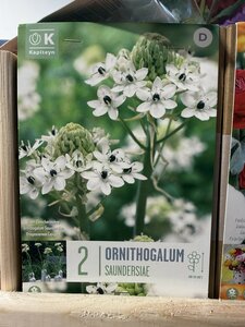 BAG ORNITH. SAUNDERSIAE 