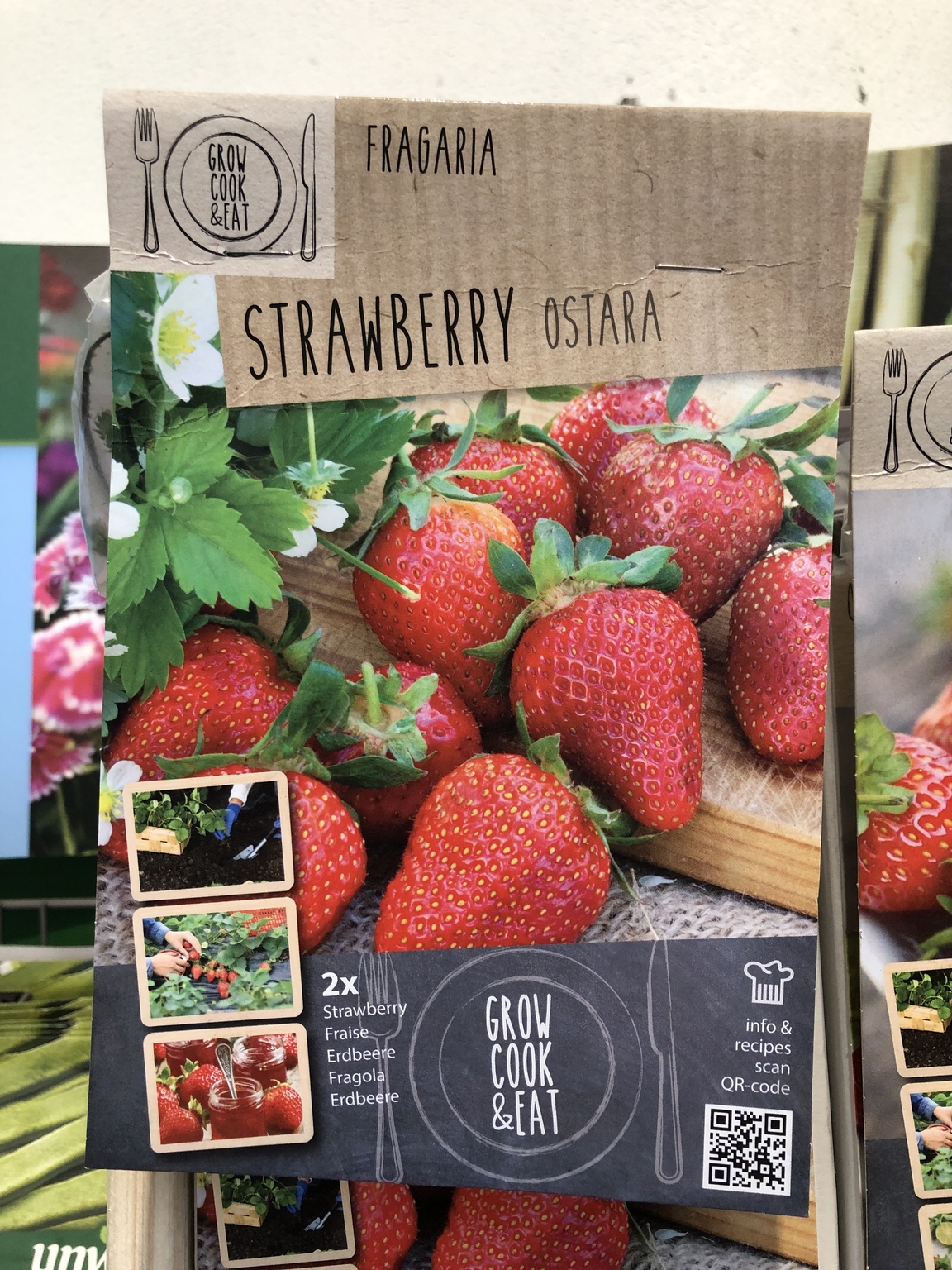 BAGGCE STRAWBERRY OSTARA X 2 TOP D and M Garden Centre
