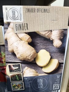 BAGGCE ZINGIBER OFFICINALE X 1 TOP
