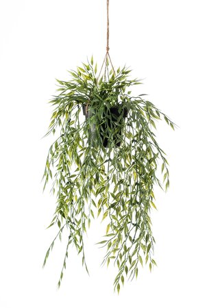 Bamboo hanging bush 50cm in pot