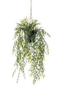 Bamboo hanging bush 50cm in pot