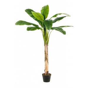 Banana tree