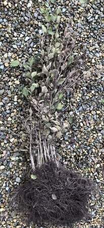 Bareroot Carpinus betulus (Hornbeam)
