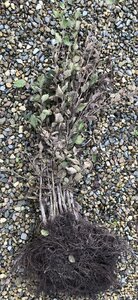 Bareroot Carpinus betulus (Hornbeam)