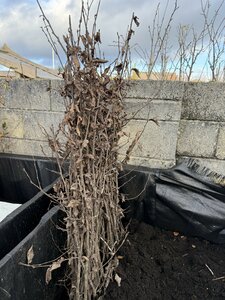 Bareroot Carpinus betulus(Hornbeam) 60-90cm