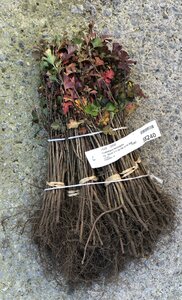 Bareroot Crataegus monogyna
