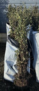 Bareroot Crataegus monogyna ( Irish Whitethorn) 1/1 60-90cm - image 2