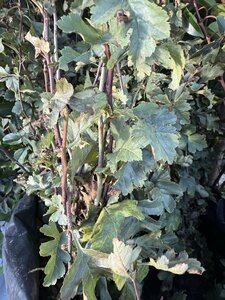 Bareroot Crataegus monogyna ( Irish Whitethorn) 1/1 60-90cm
