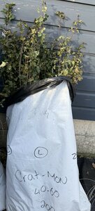 Bareroot Crataegus monogyna (Whitethorn) 1/1 40-60cm