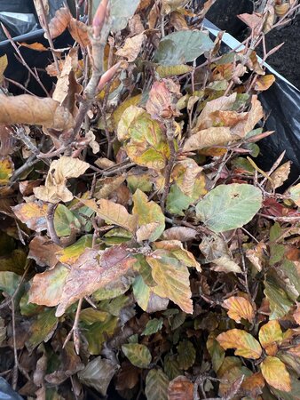 Bareroot Fagus syl. 'Atropurpurea' (Copper Beech) 60-90cm