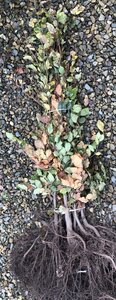 Bareroot Fagus sylvatica (Green Beech)