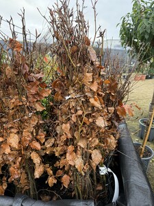 Bareroot Fagus sylvatica 60- 80cm
