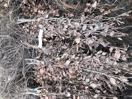 Bareroot Fagus sylvatica (Green Beech)