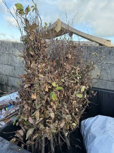 Bareroot Fagus sylvatica (Green Beech) 90-120cm