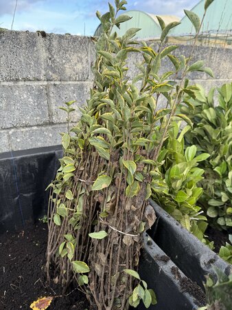 Bareroot Ligustrum oval. 'Aureum' (Varigated Privet) 40-60cm