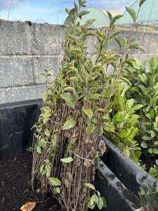 Bareroot Ligustrum oval. 'Aureum' (Varigated Privet) 40-60cm