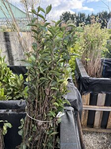 Bareroot Ligustrum ovalifolium (Green Privet) 60-90 cm