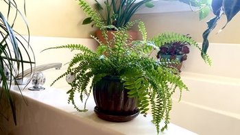 Bathroom Plants