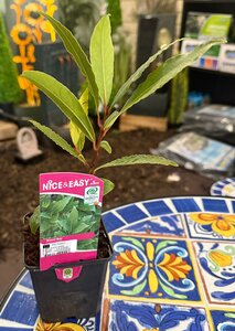 BAY (Laurus nobilis)