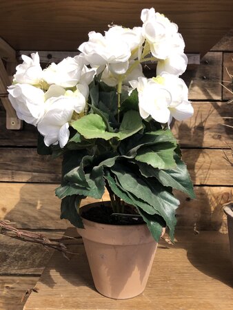 Begonia bush