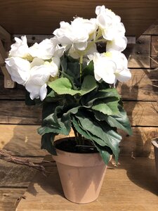 Begonia bush
