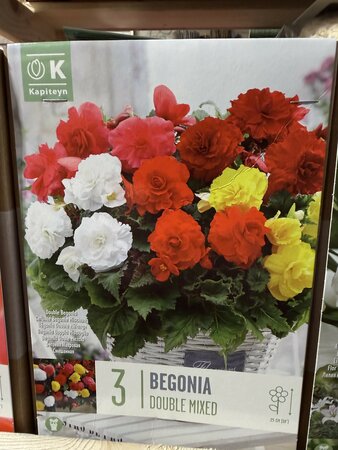 BEGONIA DOUBLE MIXED COLOURS
