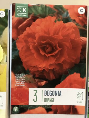 BEGONIA DOUBLE ORANGE