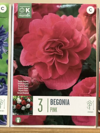 BEGONIA DOUBLE PINK