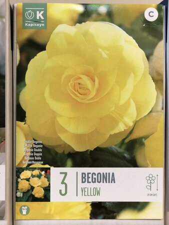 BEGONIA DOUBLE YELLOW