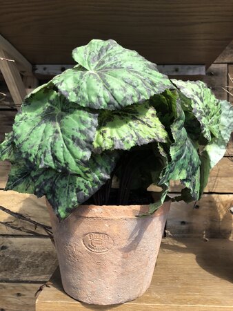 BEGONIA IVY bush