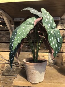 Begonia maculata bush