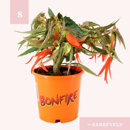 Begonia tub Bonfire