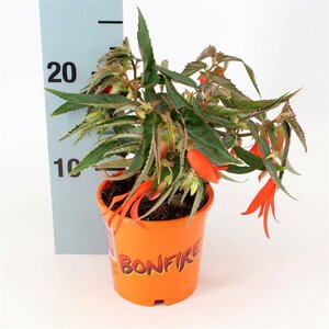Begonia tub. 'Bonfire'