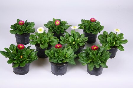 Bellis mix