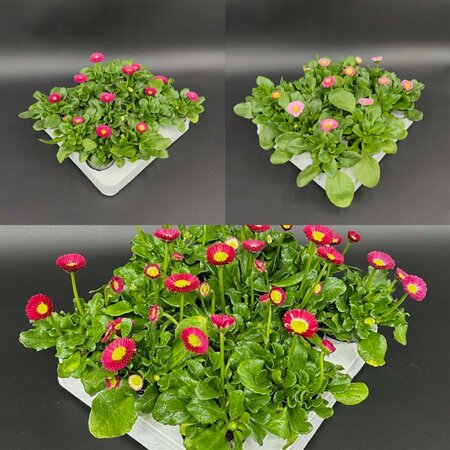 Bellis perennis mix  6 cm pot