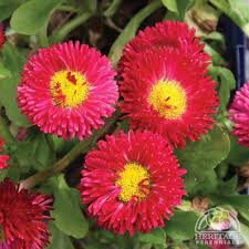 Bellis red / P10,5 colourpot