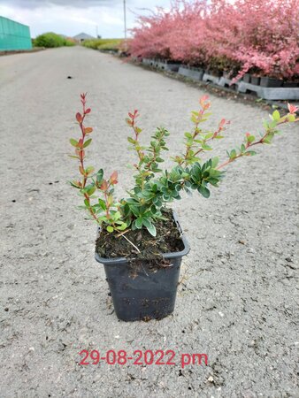 Berberis buxifolia 'Nana'