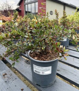 Berberis buxifolia 'Nana'
