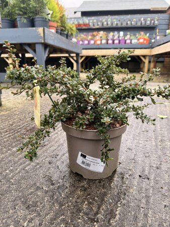 BERBERIS DARWINII NANA