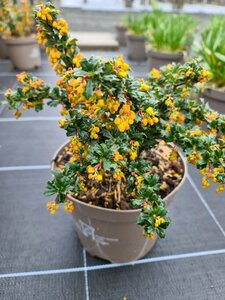 BERBERIS DARWINII NANA