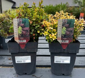 Berberis mix