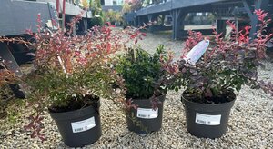 Berberis mix 'Exclusive' - image 2