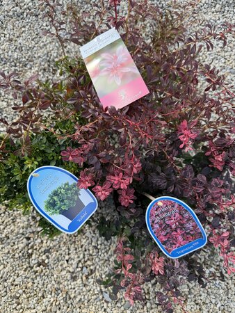 Berberis mix 'Exclusive' - image 1