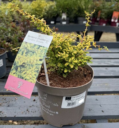 BERBERIS T. GOLDEN DREAM