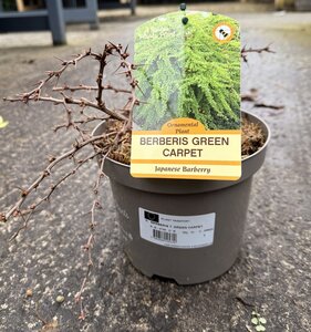 BERBERIS T. GREEN CARPET
