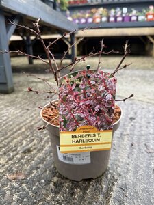 BERBERIS T. HARLEQUIN