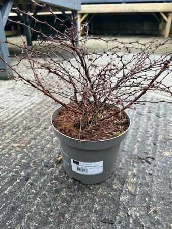 BERBERIS T. ORANGE DREAM