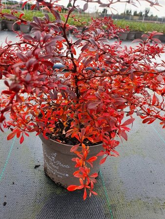 BERBERIS T. ORANGE DREAM